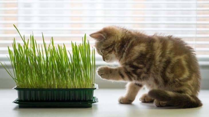 猫 草 水 耕 栽培