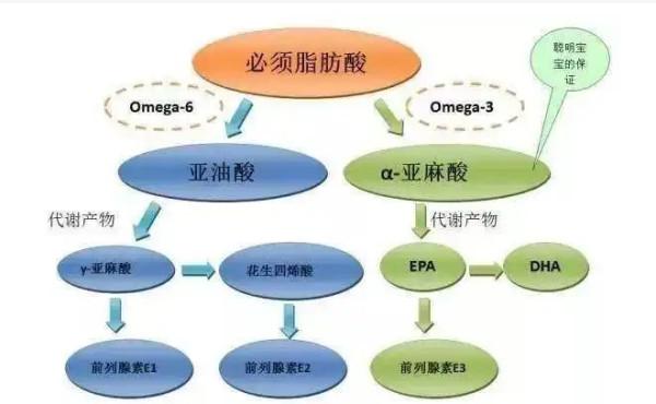 必須 脂肪酸