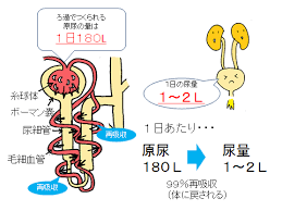 ナトリウム イオン が 再 吸収 され る 主 な 部位 は どれ か