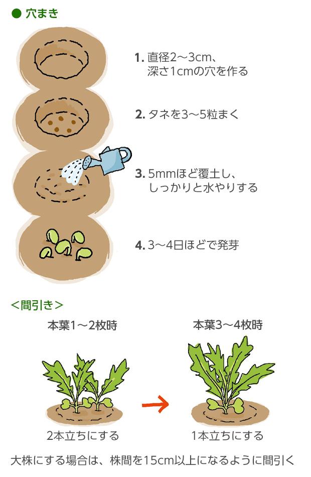 水菜 発芽 適温