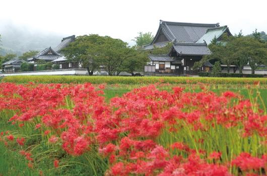 聖徳 太子 は どこで 生まれ た