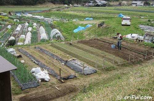 家庭 菜園 夏 植え