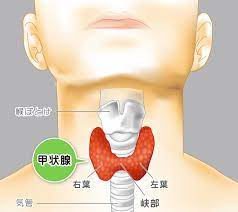 甲状腺 バランス の 異常 と は