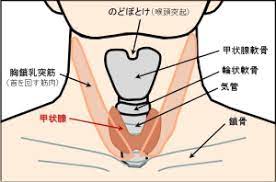 甲状腺 どこが 腫れる