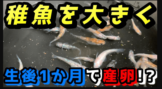 稚魚 から 少し 大きく なっ た 魚