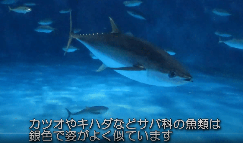 サバ 科 巨大 魚