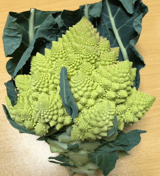 緑 トゲトゲ 野菜