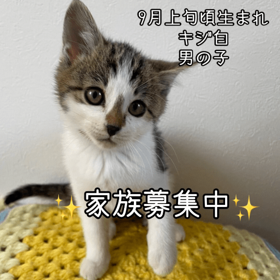 子猫 里親