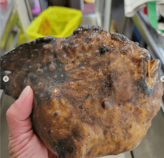 枯葉 擬態 魚