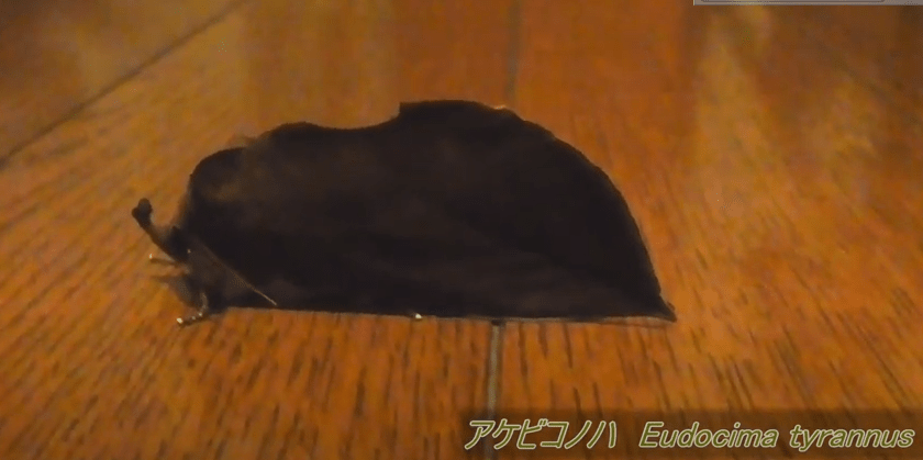 枯葉 擬態 コウモリ
