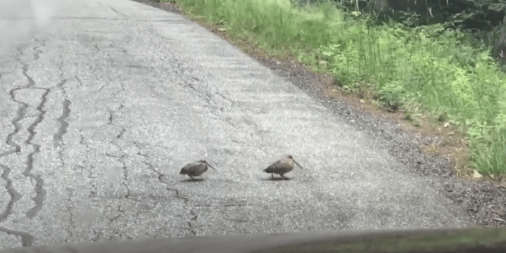 ジグザグ 歩く 鳥