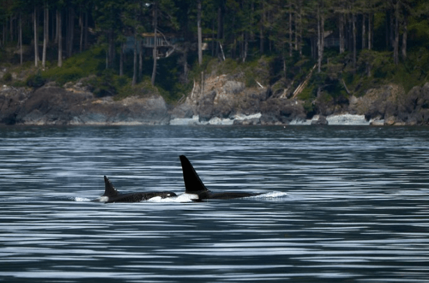 ドキュメンタリー blackfish1&2